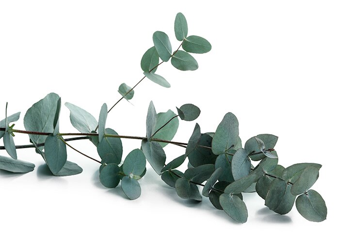 Blue eucalyptus branch