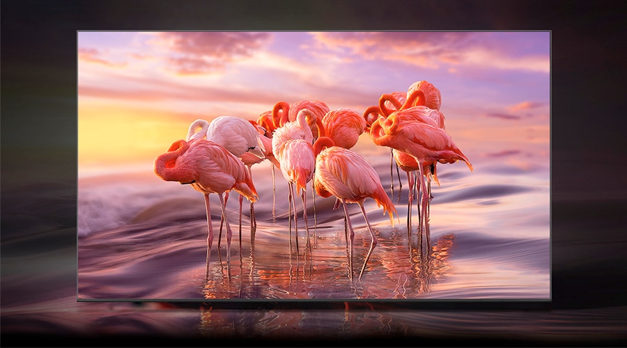 Flamingos on TV screen