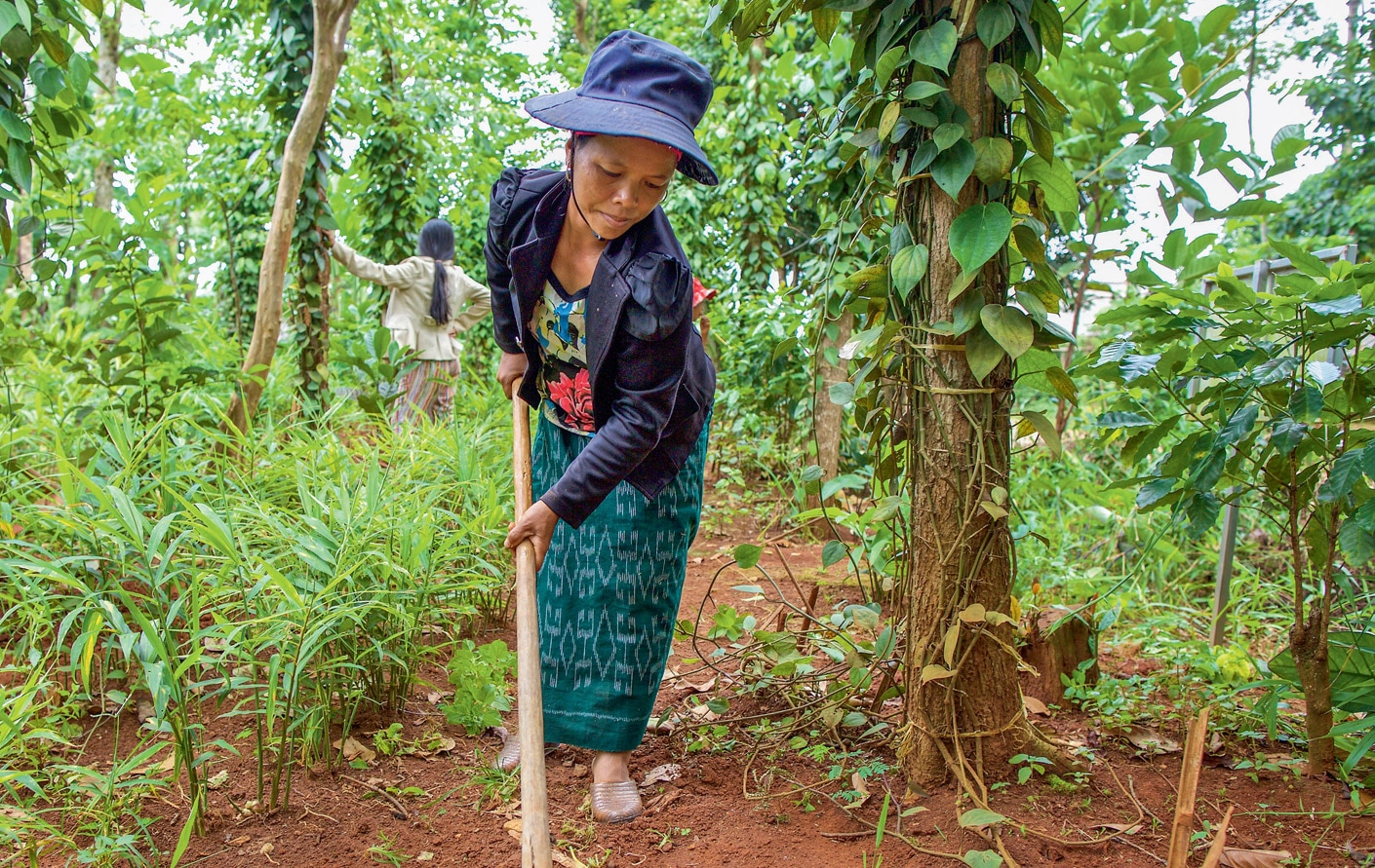 Ho Thi At is one of the family farmers growing new pepper vines in Vietnam.