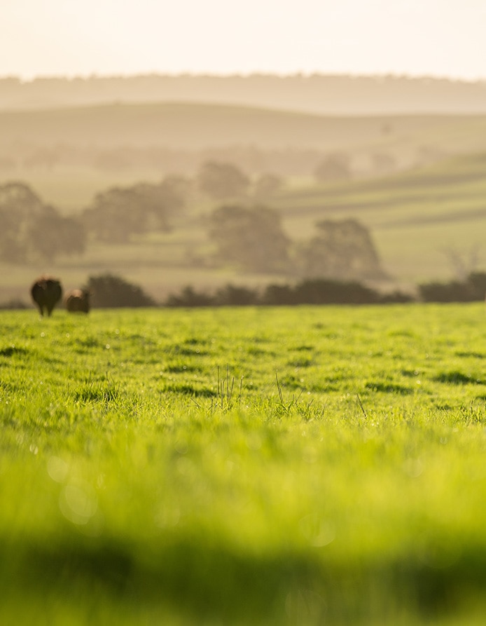 Why feed matters