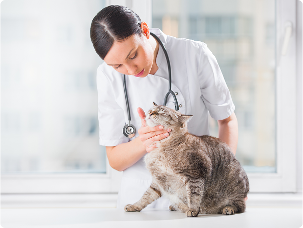 Why would I want pet insurance?