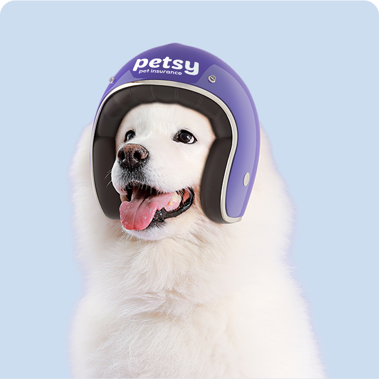 Pet Insurance for Dogs