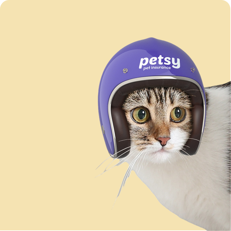 Pet Insurance for Indoor Cats