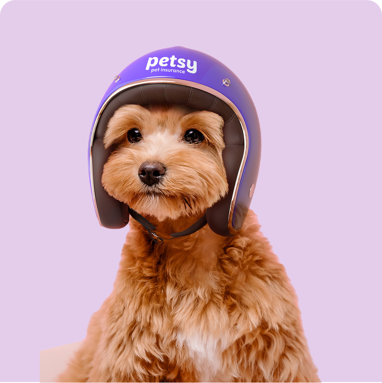 Pet Insurance for Puppies