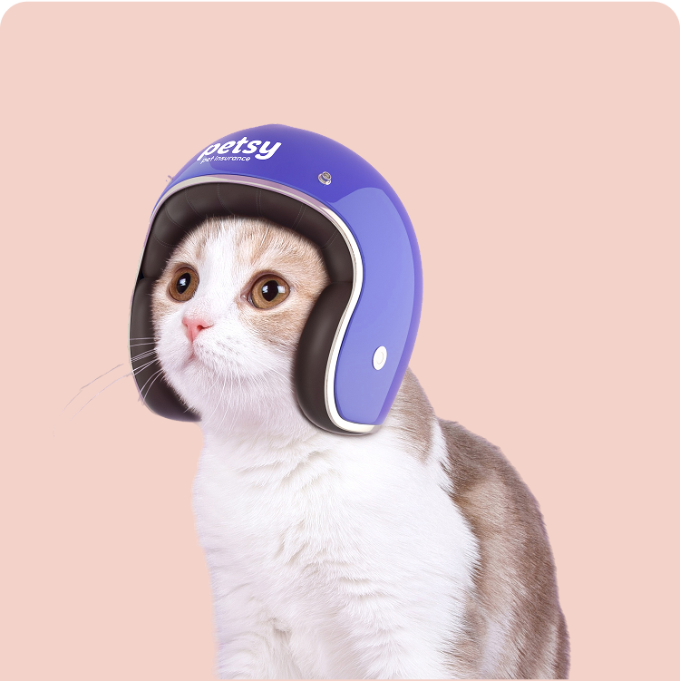 Pet Insurance for Kittens