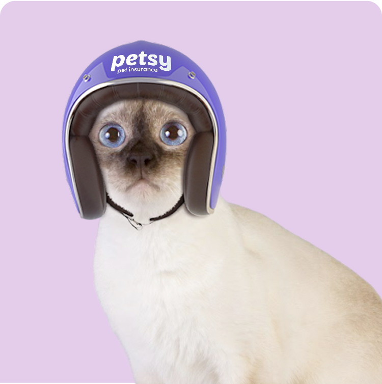 Pet Insurance for Cats