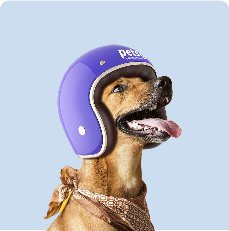 Pet Insurance Adopted Dogs and Cats