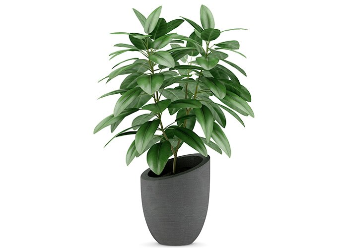 Potted rubber tree
