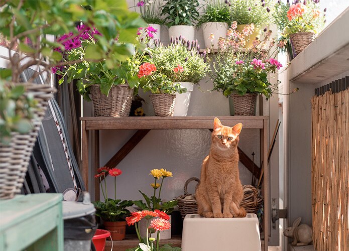 Orange cat on balcony with flower pots