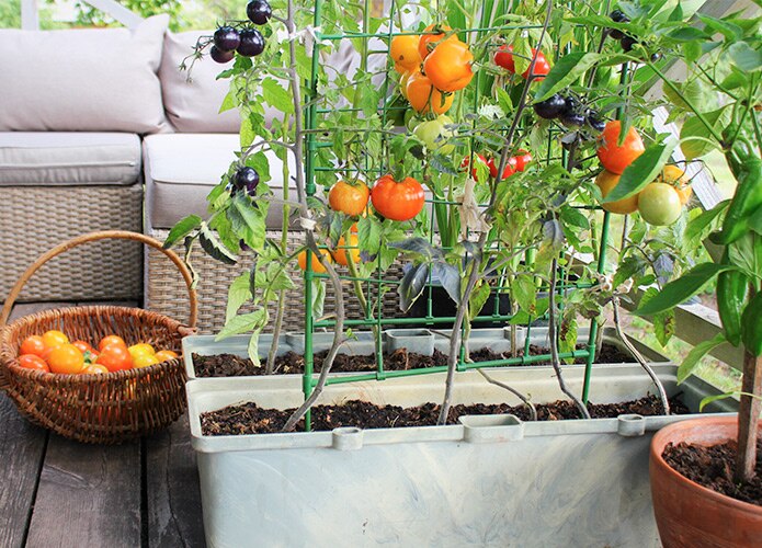 Tomato vines in pots on deck