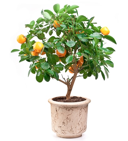 Potted mandarin tree