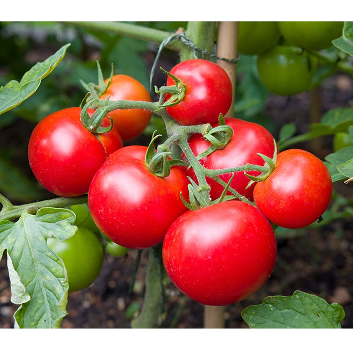 Red, round tomatoes growing in garden
