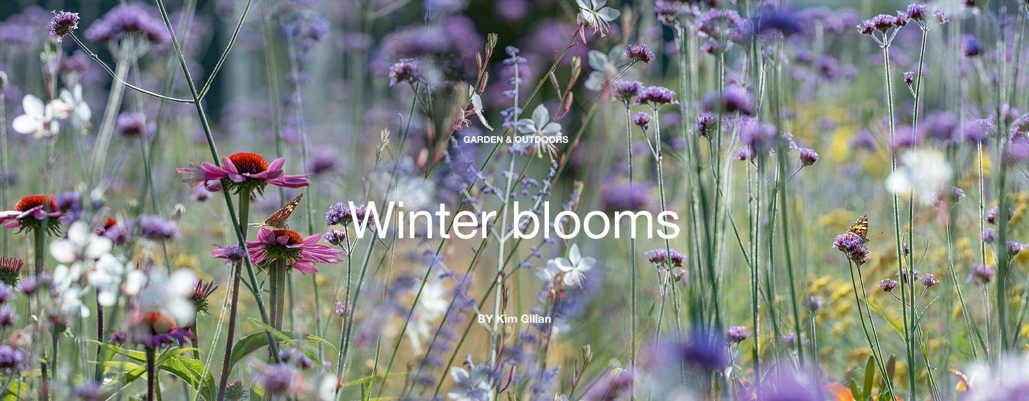 Winter blooms