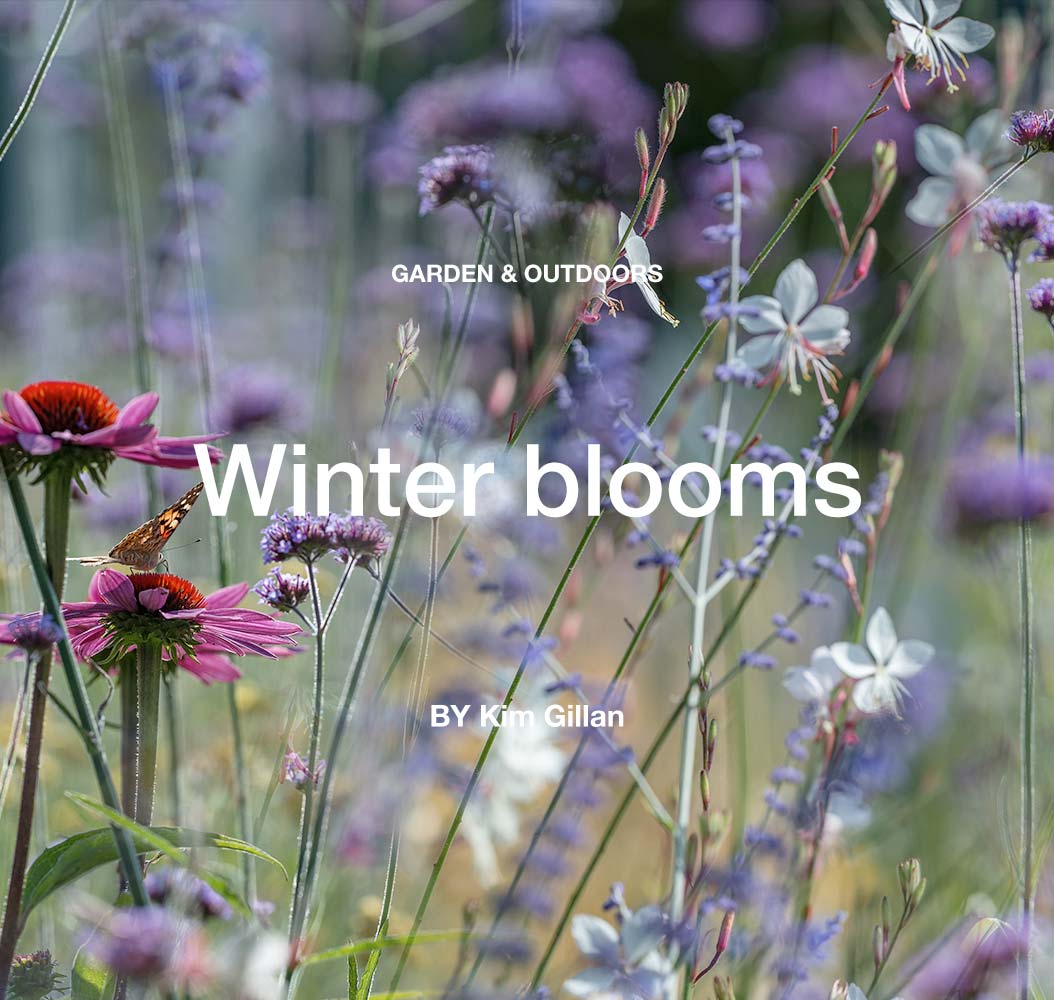 Winter blooms