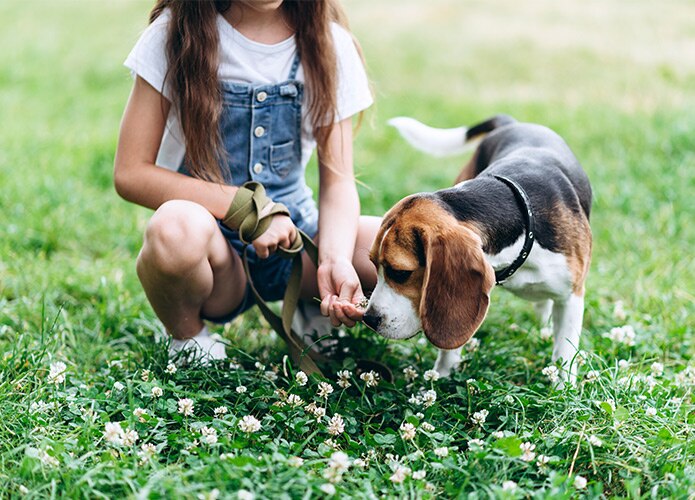 Dog smelling flower