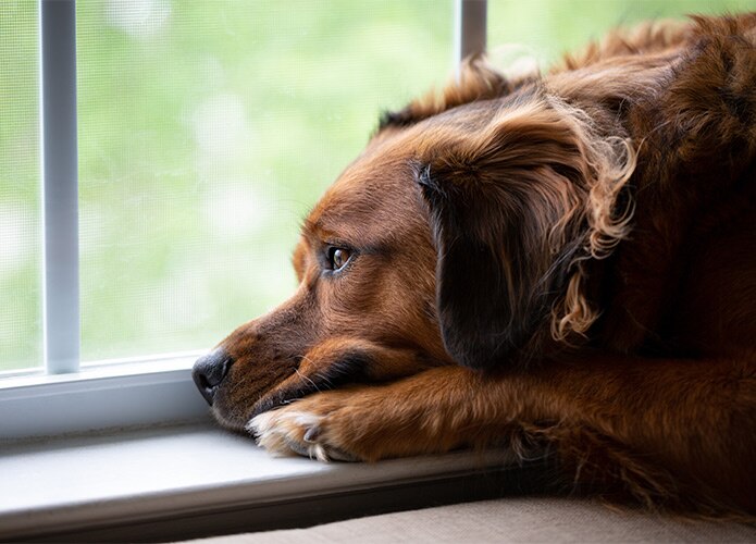 Dog staring out window