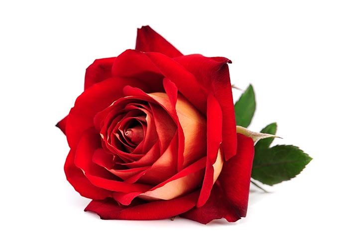 Red rose on white background