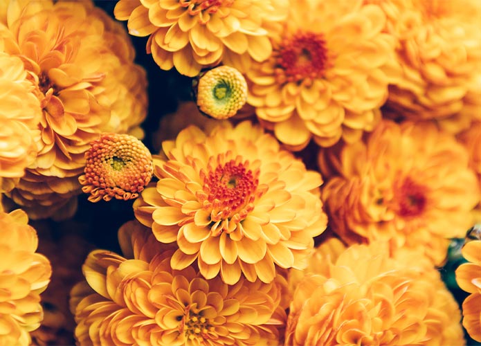 Yellow chrysanthemums