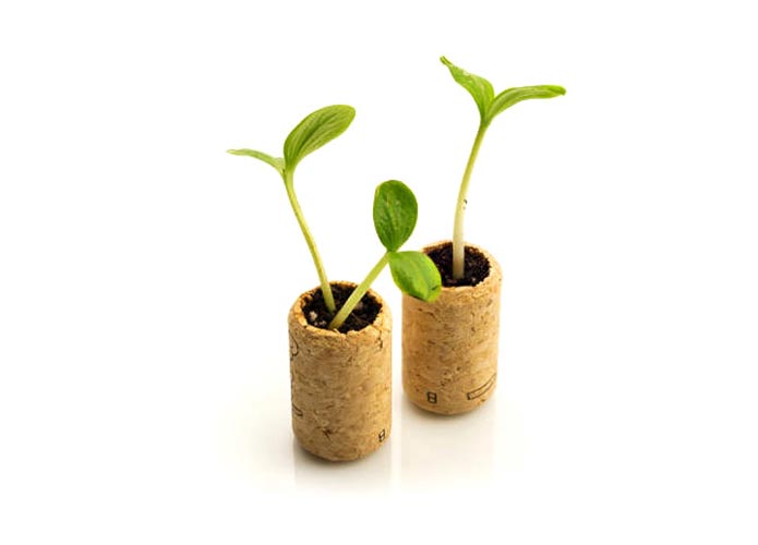 wine cork seed starters