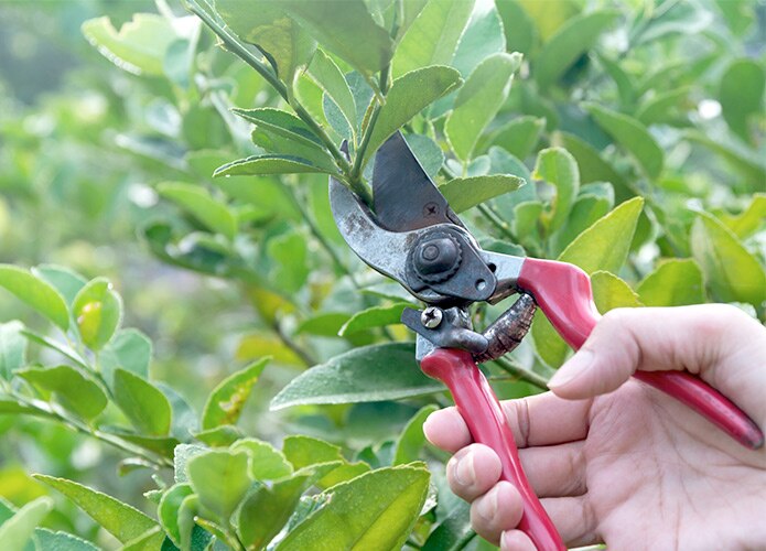 Tree pruning