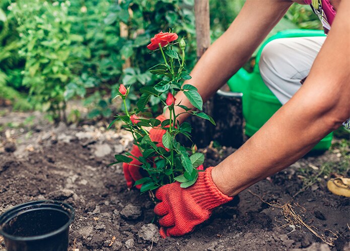 Planting roses