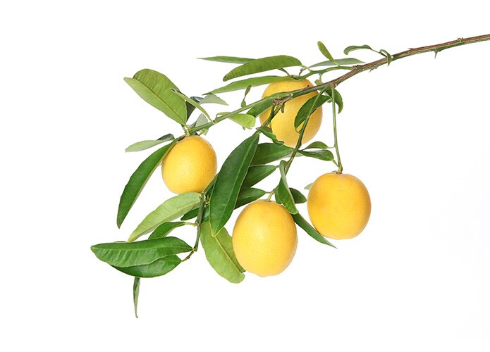 Lemon branch