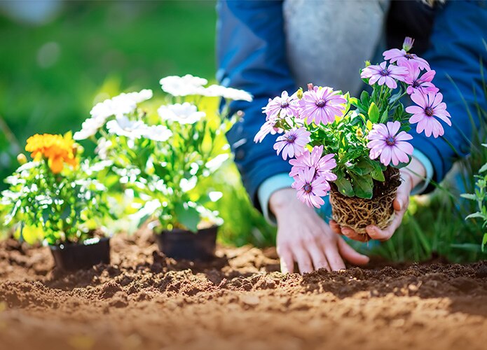 Planting flowers