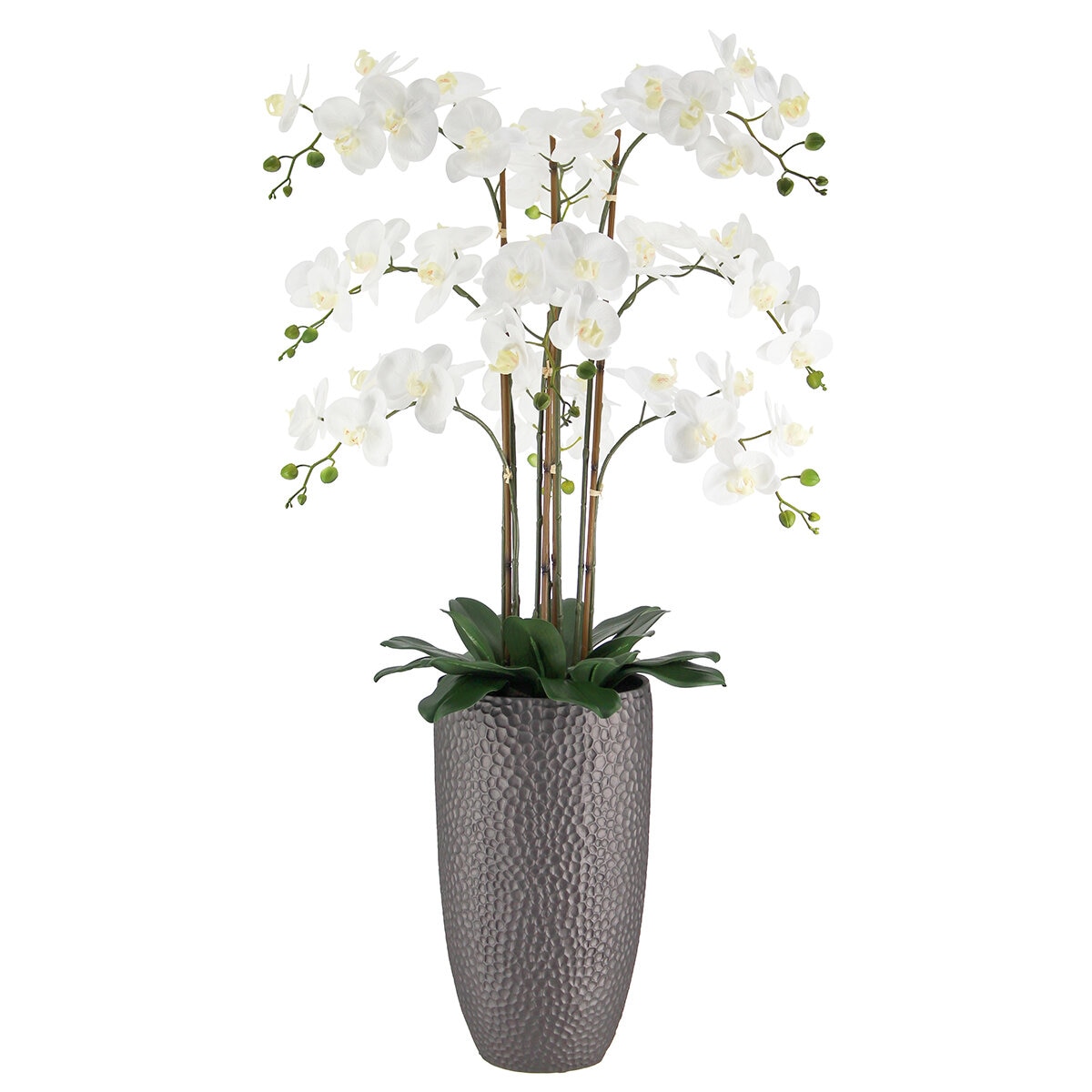 CGH Phalaenopsis Orchid Arrangement 1.2M White