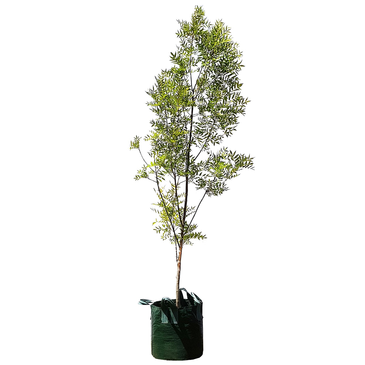Claret ash Tree