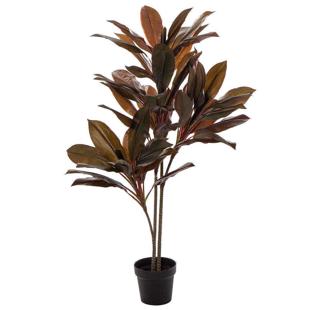 Rogue Dracaena Fragrans Tree