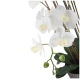 CGH Phalaenopsis Orchid Arrangement 1.2M White