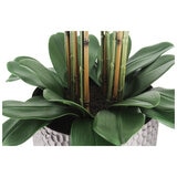 CGH Phalaenopsis Orchid Arrangement 1.2M White