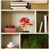 LEGO Japanese Red Maple Bonsai Tree 10348