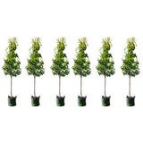 6 X Cleveland Select Trees