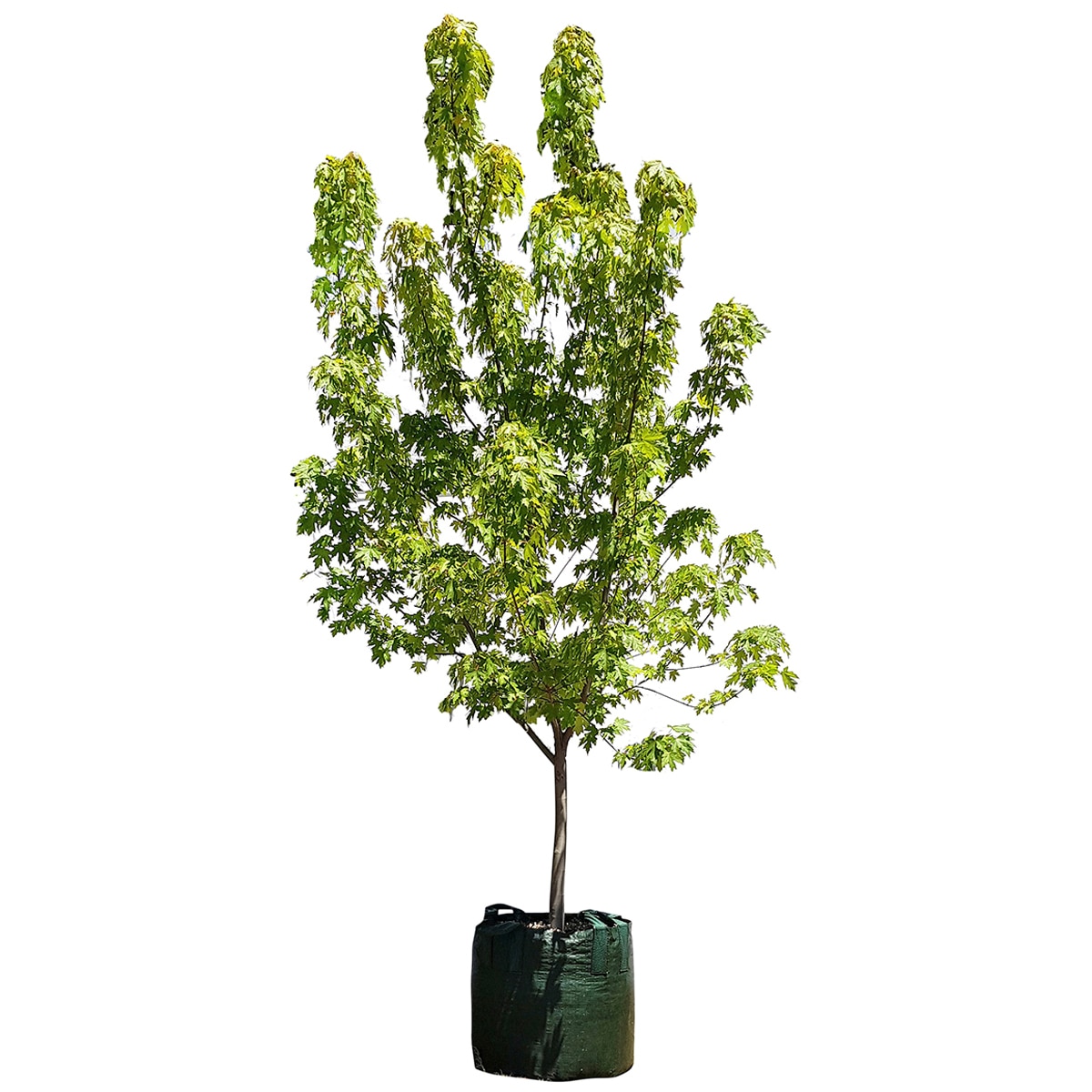 Mount Mooney Acer rubrum 'Autumn Blaze' 100LT