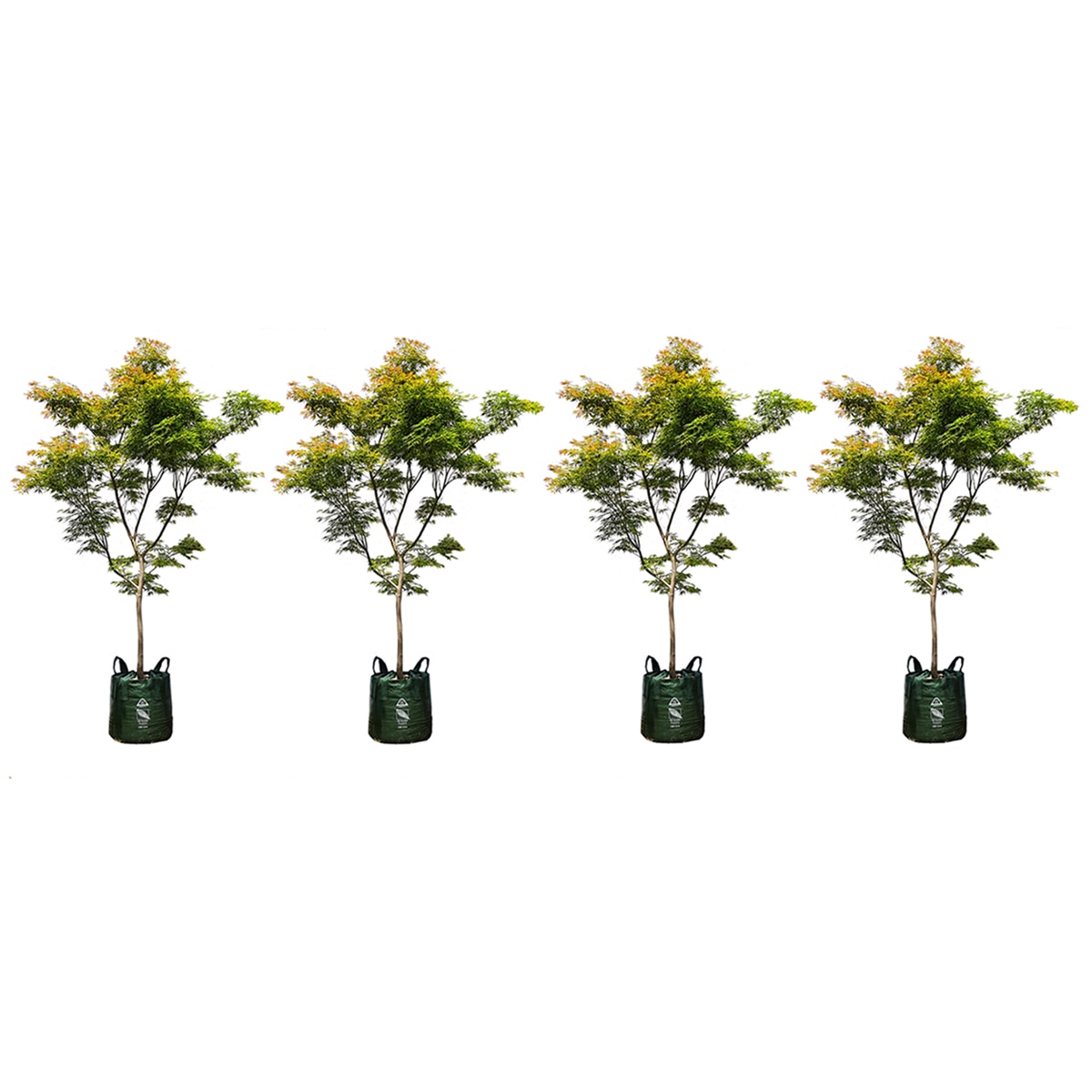 4 X Elegans 100 Trees