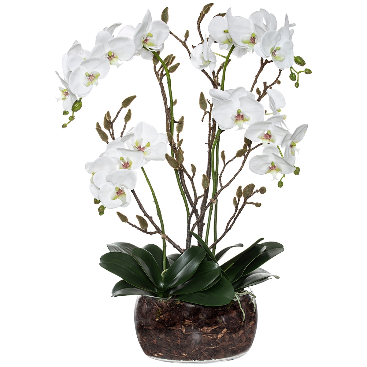 Rogue Black Label Phalaenopsis Bud Mix Scarlett Pot