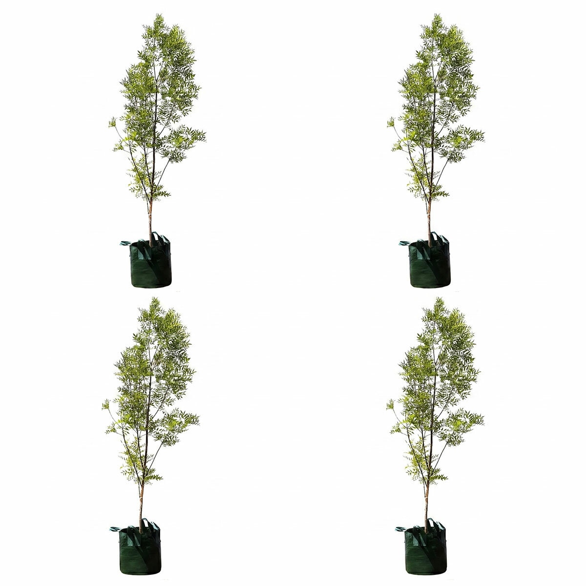 19-Claret Ash Fraxinus Raywoodii 100l 3.0m x 4 19-Claret Ash Fraxinus Raywoodii 100l 3.0m x 4