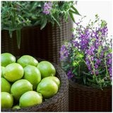 Keter Cylinder Planter Set 3 Piece Dark Brown