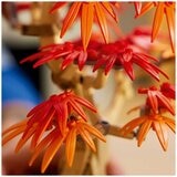 LEGO Japanese Red Maple Bonsai Tree 10348