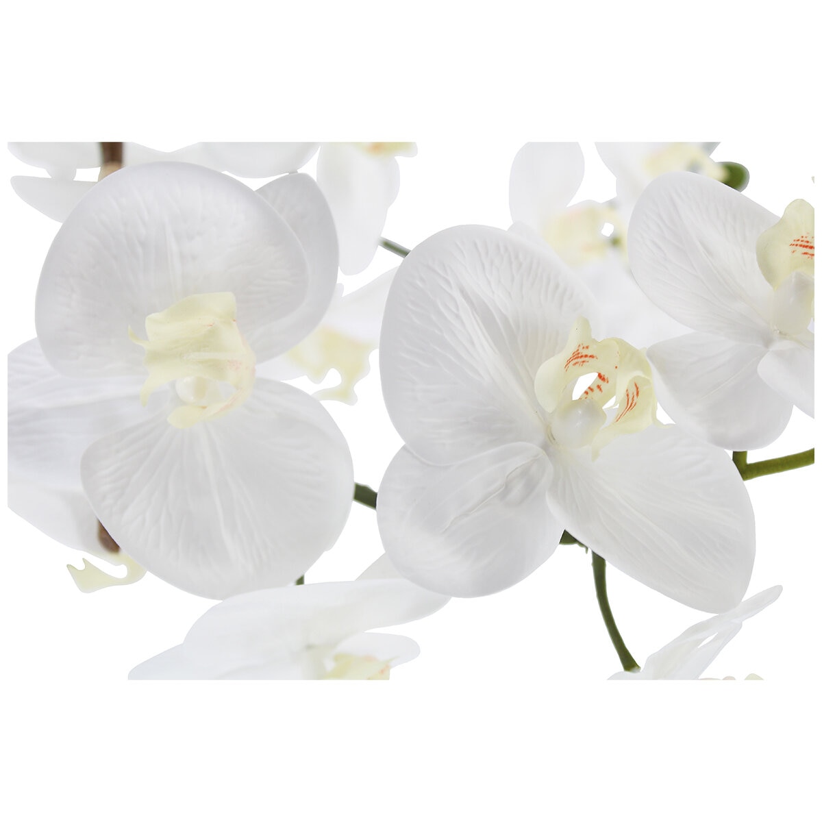CGH Phalaenopsis Orchid Arrangement 1.2M White