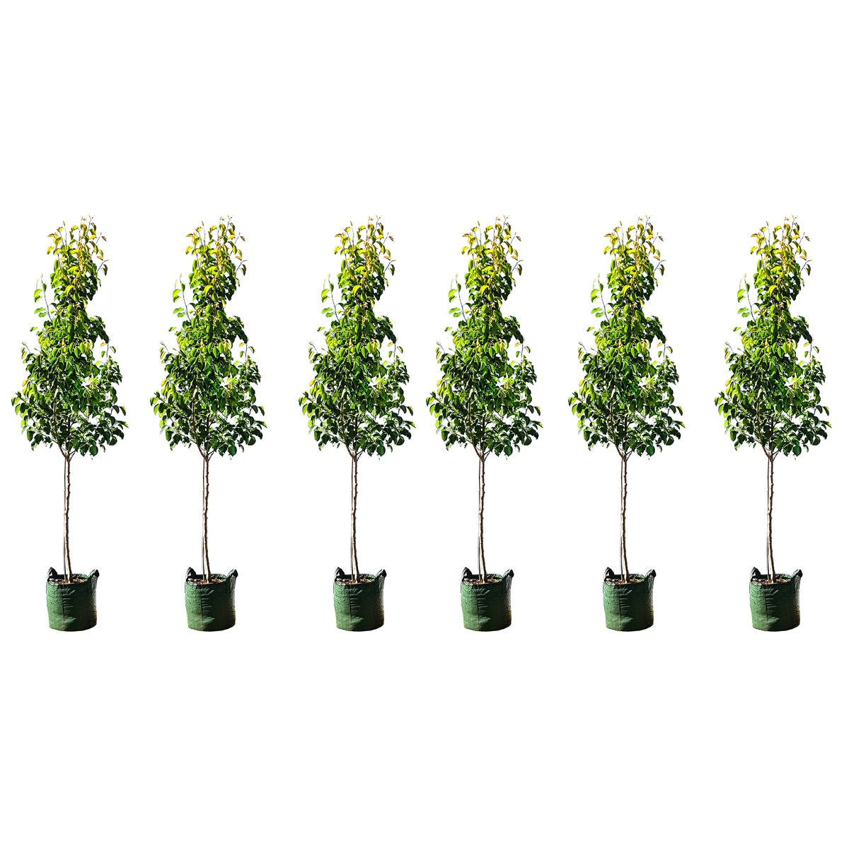 6 X Cleveland Select Trees