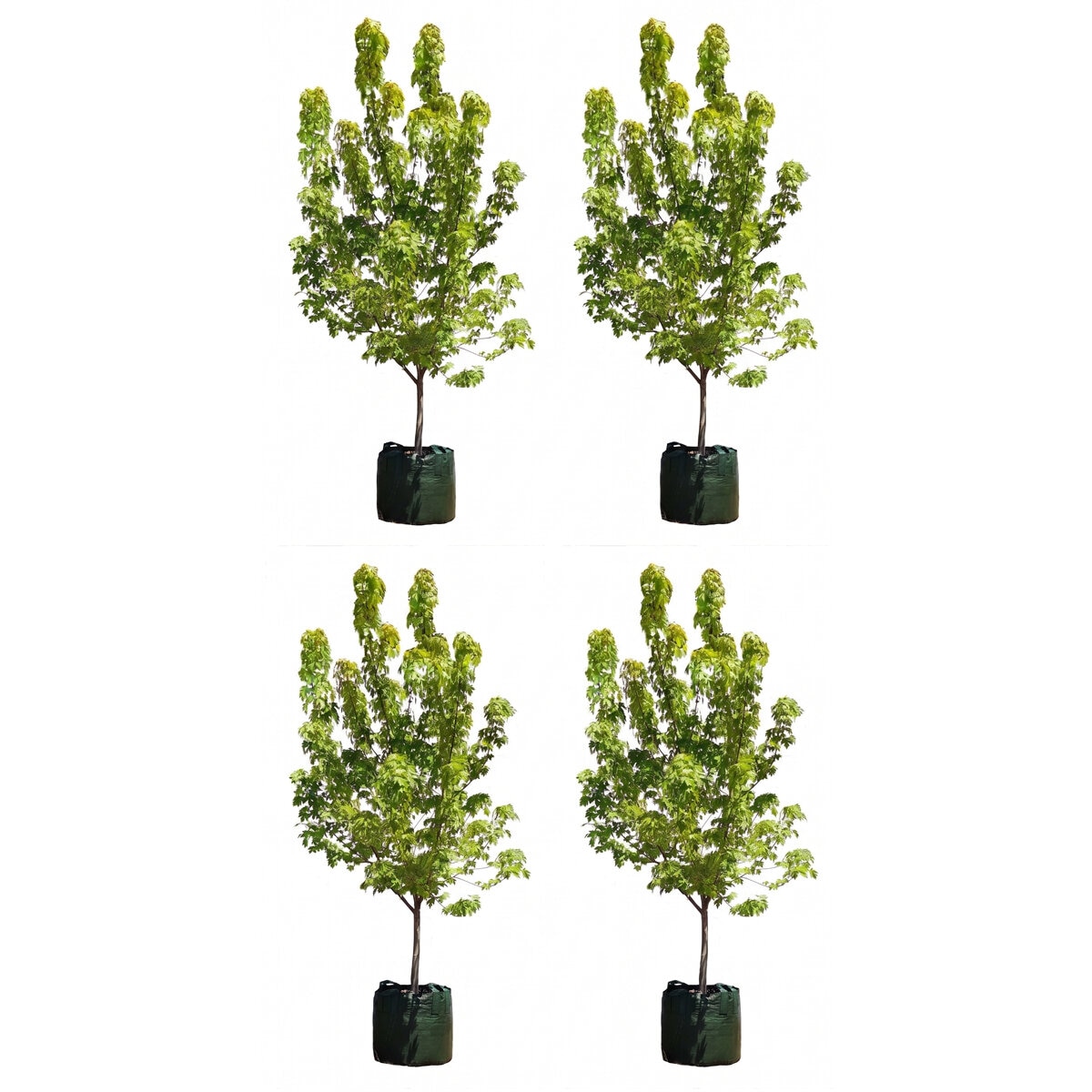 Acer Rubrum Autumn Blaze 4 x 100LT