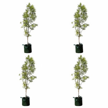 Claret Ash Trees 4 x 100L Claret Ash Trees 4 x 100L