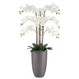 CGH Phalaenopsis Orchid Arrangement 1.2M White