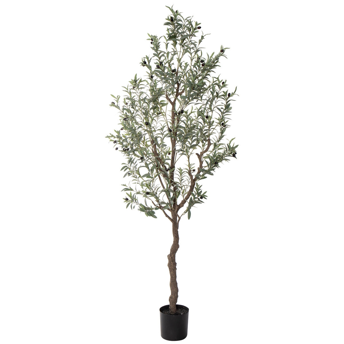 Rogue Olive Tree