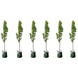 6 X Capital Trees