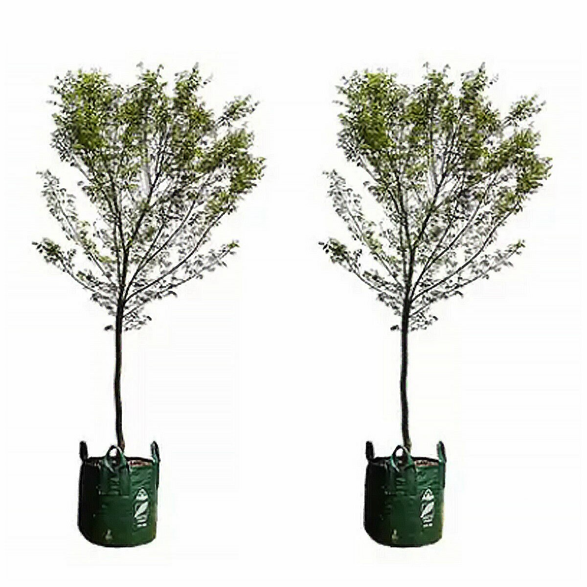 Japanese Maple Trees 4 x 100L Japanese Maple Trees 4 x 100L