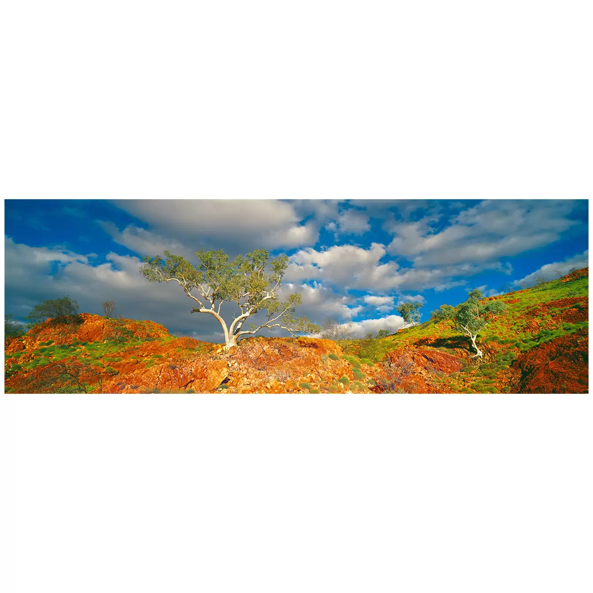 Ken Duncan 30 Snappy Gums, Marble Bar, WA Framed Print Black