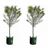 Japanese Maple Trees 4 x 100L Japanese Maple Trees 4 x 100L